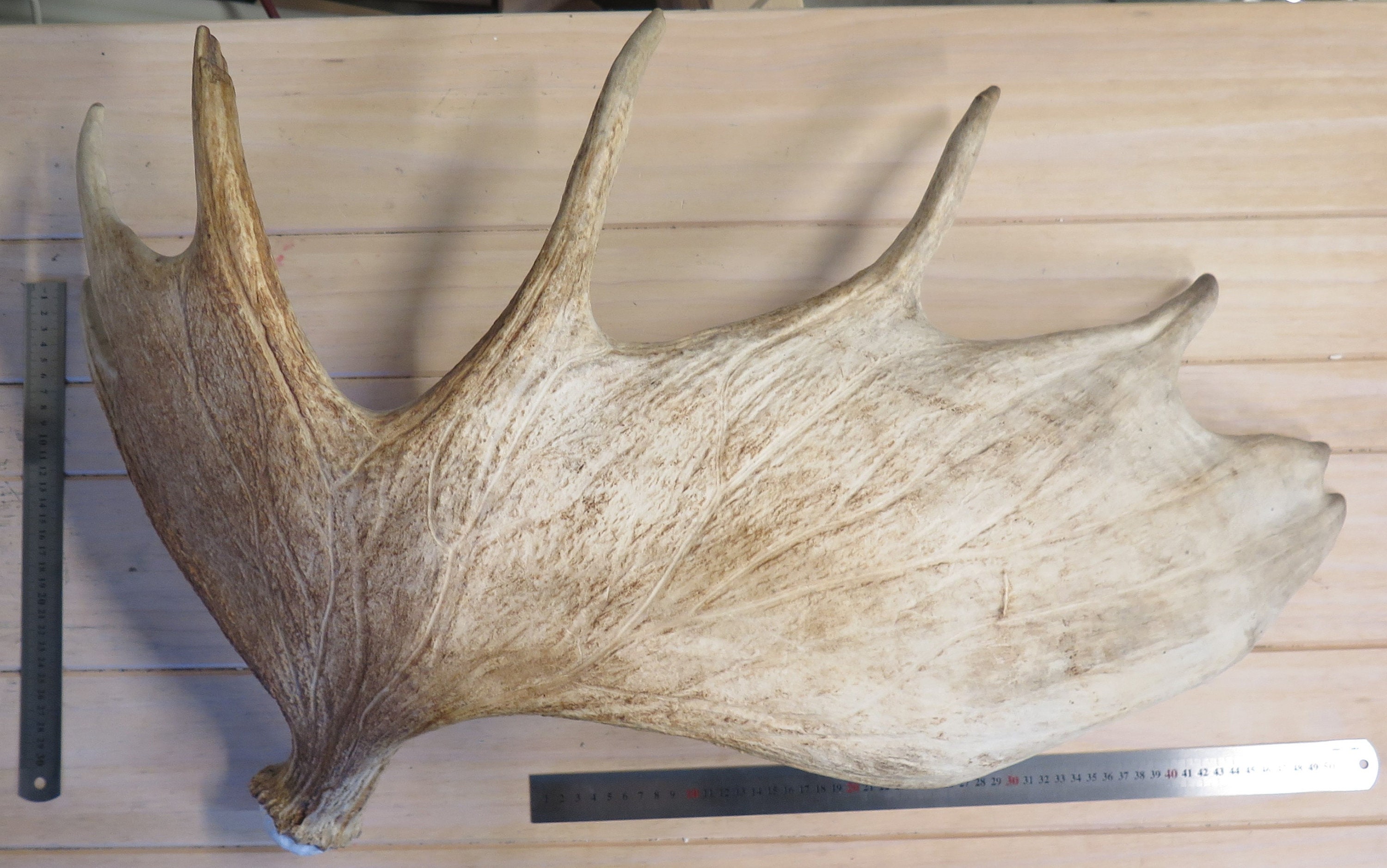 RARE SIZE Vintage Moose Shed Antler From Sweden Etsy