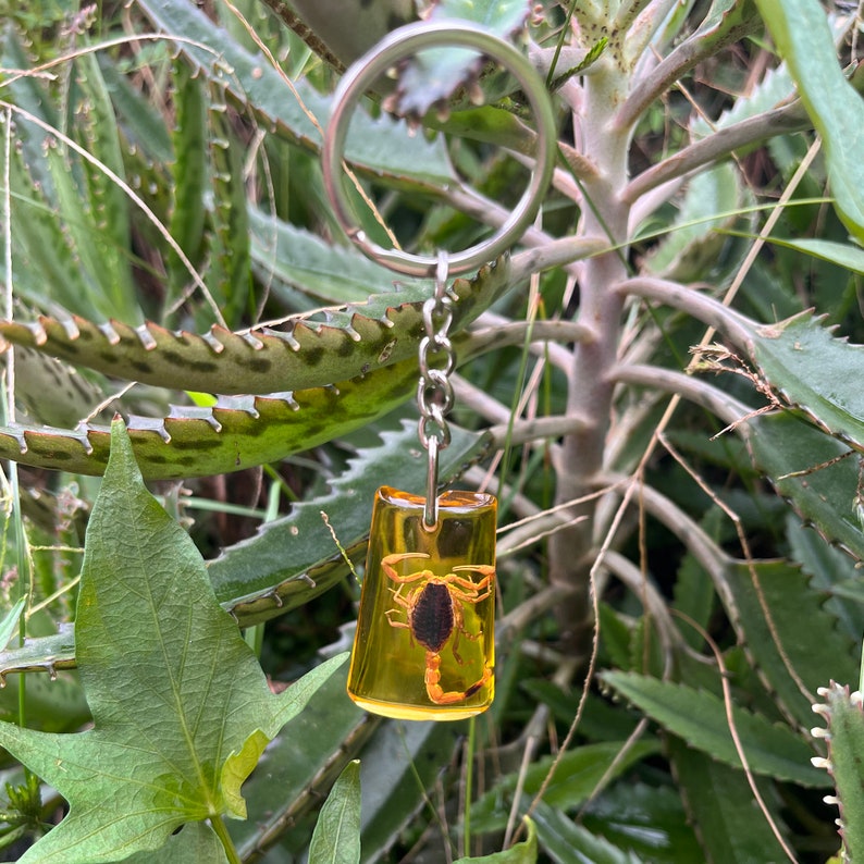 Real Scorpion Keychain in Resin,real Insect Scorpion Encased in Resin
