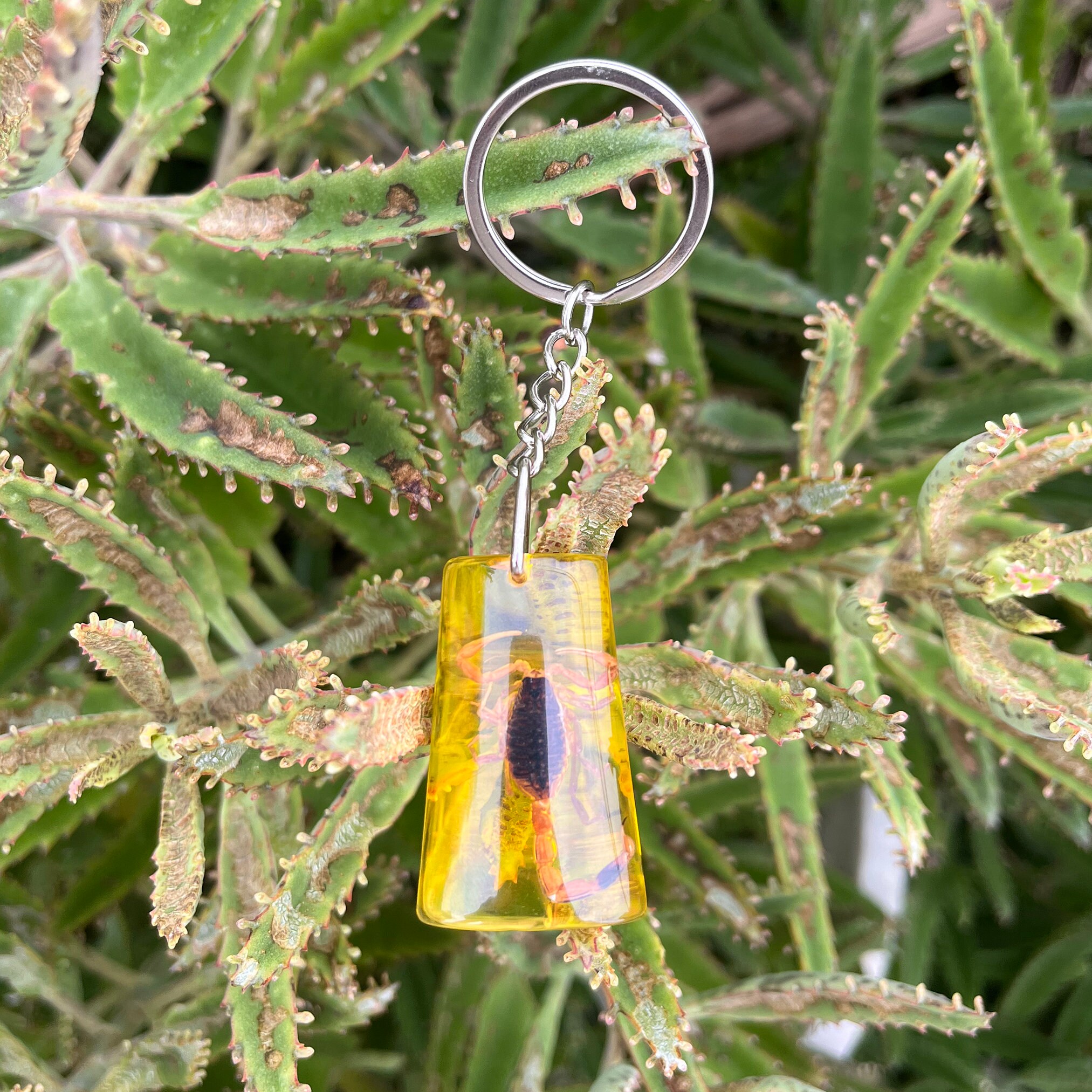 Real Scorpion Keychain in Resin,real Insect Scorpion Encased in Resin