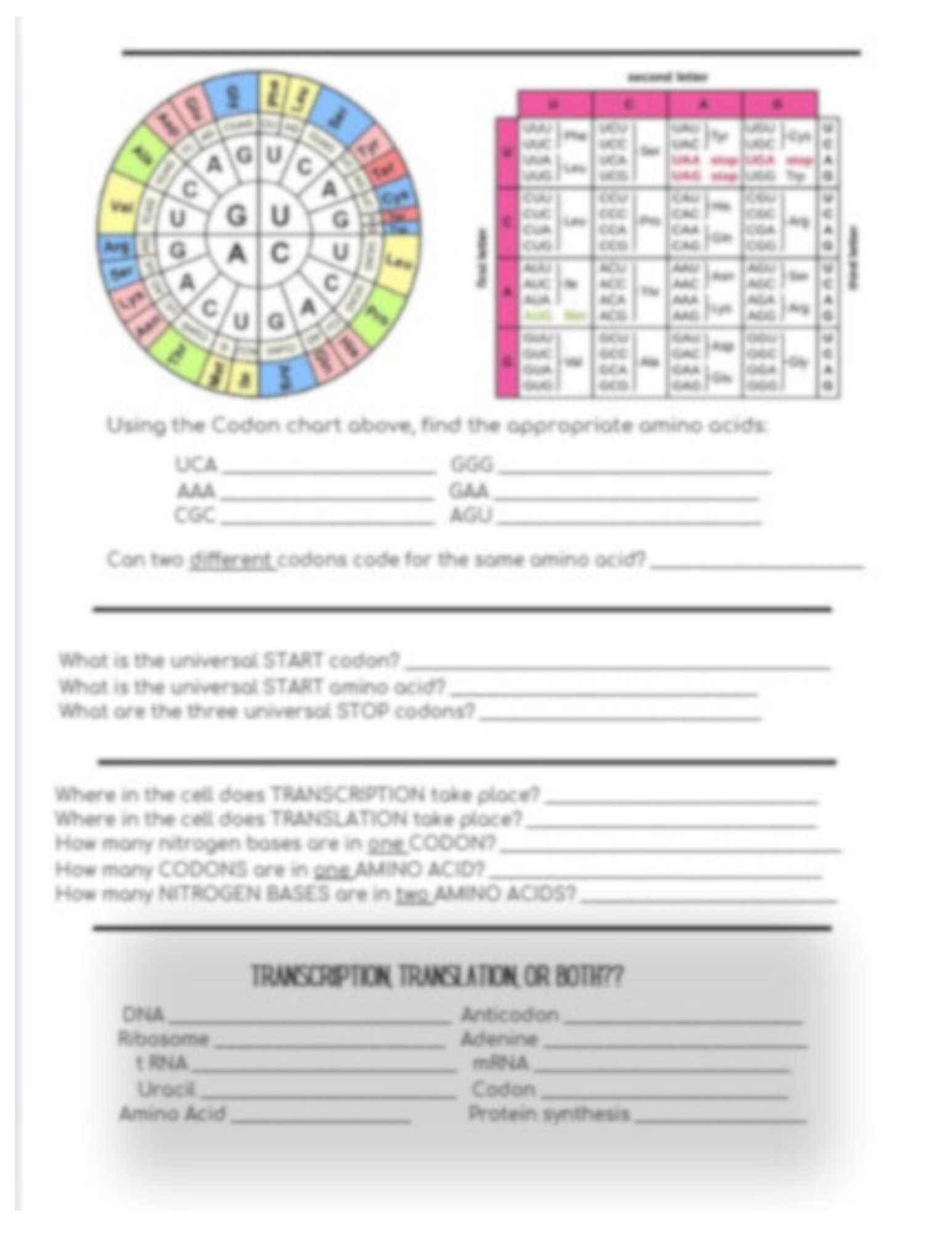 Biology DNA, RNA, and Protein Synthesis Basics Review Sheet - Etsy