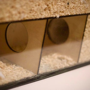 Può includere: Un habitat trasparente con lati in vetro e una struttura marrone trasparente con due aperture circolari. L'habitat è riempito di trucioli di legno, creando un ambiente accogliente. Il design suggerisce un recinto per piccoli animali.