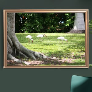 DIGITAL DOWNLOAD American white ibis, Sanibel Island, Florida Print, Florida Wall Art, Florida Wall Photo, Wall Decor,Florida Bird print