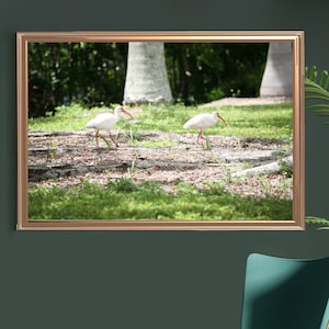 DIGITAL DOWNLOAD American white ibis, Sanibel Island, Florida Print, Florida Wall Art, Wall Photo, Florida Wall Decor, Florida Bird print