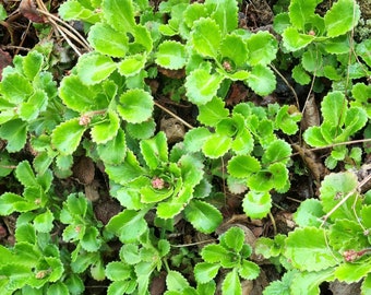 Saxifraga × urbium London Pride