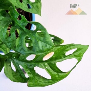 Monstera adansonii - Swiss Cheese Vine Cutting