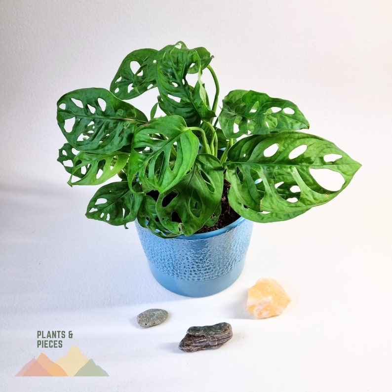 Monstera Adansonii Swiss Cheese Vine Cutting Etsy UK