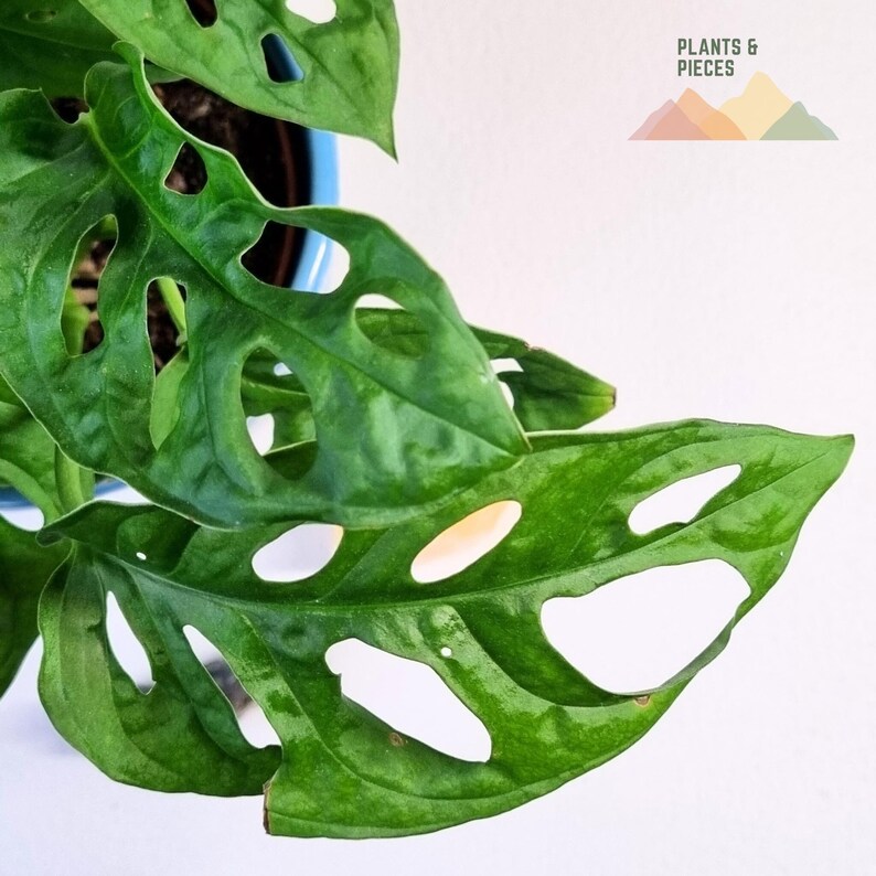 Monstera Adansonii Swiss Cheese Vine Cutting Etsy UK