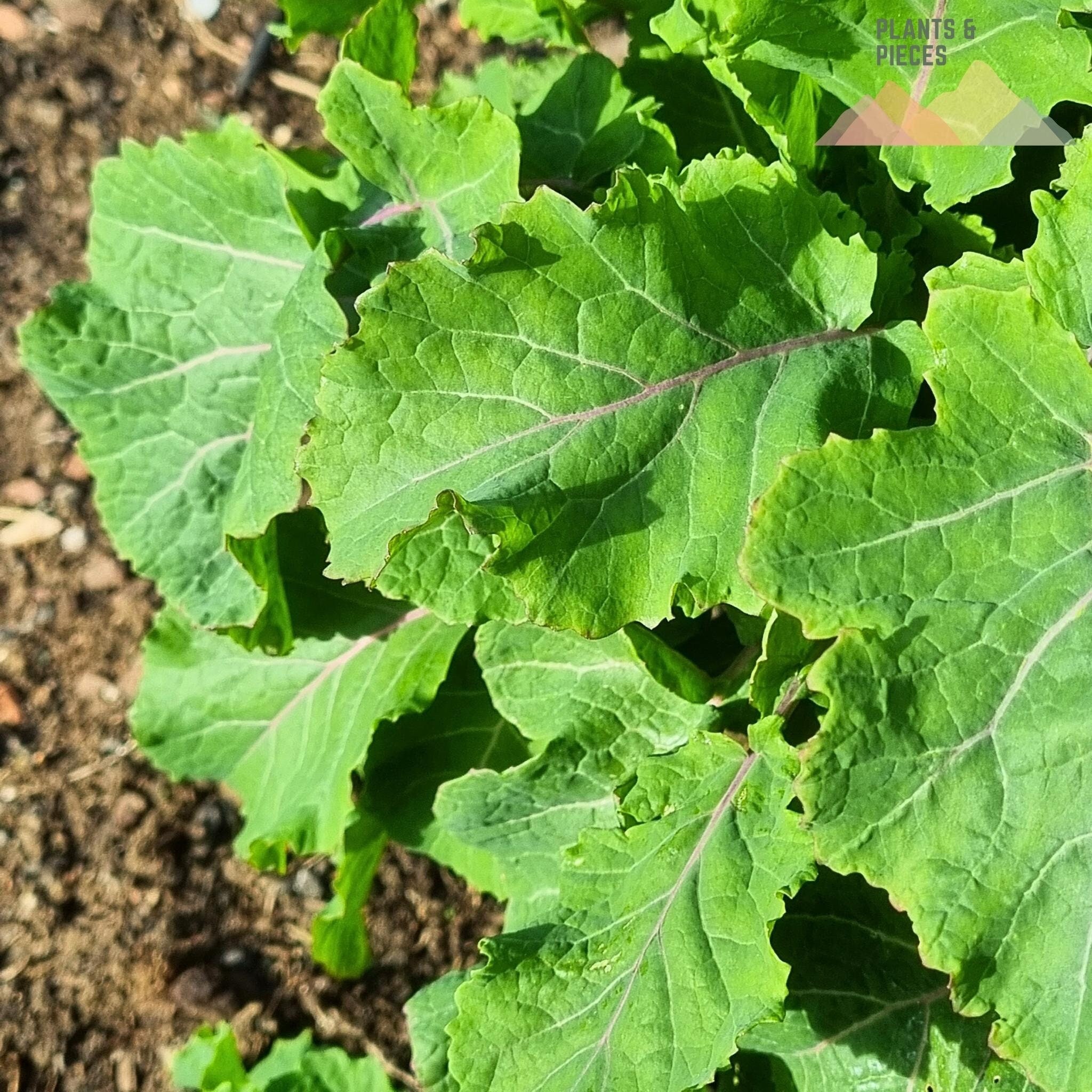 Perennial Kale 'keeper' Purple Tree Collard X Etsy UK