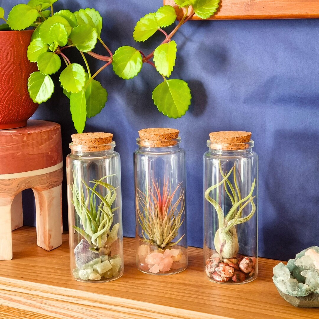 DIY Terrarium Bottle Kit With Air Plant and Crystals or Shells
