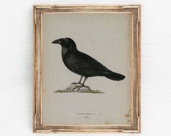 ヴィンテージの黒いカラスのイラスト、ダークアカデミアの壁アート、ゴシックカラスのイラスト、アンティークの鳥の装飾、デジタル印刷可能