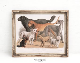 ビンテージの飼い犬の肖像画、アンティークな農家の装飾、子供部屋のプリント、キッチンの装飾、デジタルダウンロード、家庭の印刷物