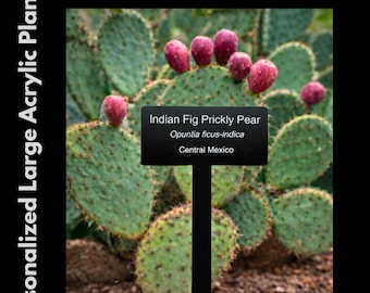 Engraved Acrylic Plant Stake LARGE | Weatherproof Garden Marker | UV Resistant