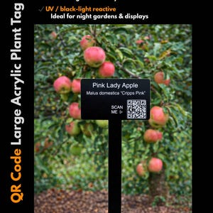 May include: A black rectangular acrylic plant tag with a stake, featuring white engraved text that reads Pink Lady Apple, Malus domestica Cripps Pink, and a QR code with the text SCAN ME. The tag is displayed in front of an apple tree.