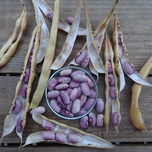 Könnte beinhalten: Draufsicht auf violette Bohnen in einer kleinen Glasschale, umgeben von geöffneten Bohnenschoten. Die Schoten sind hellbraun und zeigen die violetten Bohnen im Inneren. Der Hintergrund ist eine Holzoberfläche.