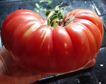 Turkse biefstuk biologische tomatenzaden