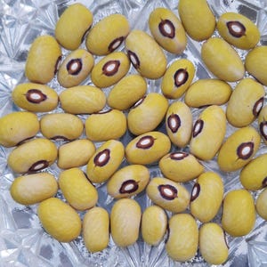 Könnte beinhalten: Nahaufnahme einer Ansammlung gelber Bohnen mit einem markanten braunen und weißen Augenmuster. Die Bohnen sind auf einer klaren, strukturierten Oberfläche angeordnet und präsentieren ein Naturprodukt.