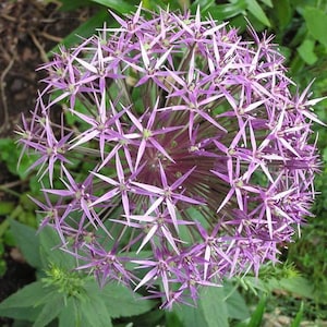Könnte beinhalten: Nahaufnahme einer lila Blume mit vielen sternförmigen Blütenblättern. Die Blume blüht und hat ein zartes, luftiges Aussehen.