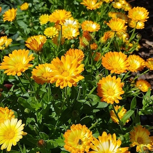 Könnte beinhalten: Eine Nahaufnahme eines Beetes mit leuchtend gelben und orangefarbenen Ringelblumen in voller Blüte. Die Blumen wachsen in einem üppigen grünen Garten.