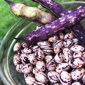Könnte beinhalten: Eine Schüssel mit weißen Bohnen mit violetten Flecken, umgeben von violetten und grünen Bohnen.