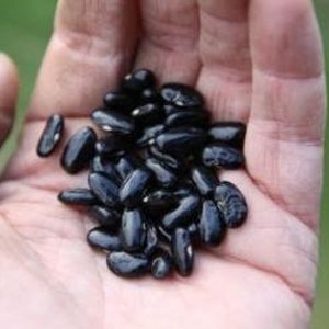 Könnte beinhalten: Eine Handvoll schwarze Bohnen, wahrscheinlich zum Pflanzen oder Kochen.