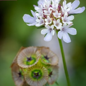 Könnte beinhalten: Nahaufnahme einer zarten, hellvioletten Blüte mit einer Gruppe kleiner weißer Blüten in der Mitte. Die Blüte ist scharf, während eine braune, strukturierte Blütenknospe im Hintergrund unscharf ist.
