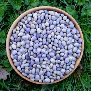 May include: A wooden bowl filled with a variety of dried beans. The beans are a mix of light purple and white, with a speckled appearance. The bowl sits on a bed of green grass.