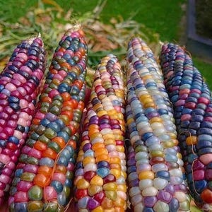 Könnte beinhalten: Fünf Kolben Glass Gem Mais mit Körnern in einem lebendigen Farbspektrum, darunter tiefes Violett, leuchtendes Blau, durchscheinendes Weiß, Goldgelb und Orange. Jeder Kolben ist dicht mit abgerundeten, glänzend wirkenden Körnern besetzt.