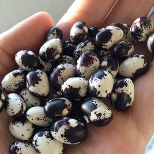 Könnte beinhalten: Eine Ansammlung getrockneter Bohnen, die jeweils ein ausgeprägtes Muster aus dunkelvioletten oder schwarzen Flecken und Punkten auf cremeweißem Grund aufweisen. Diese ovalen Hülsenfrüchte haben eine glatte, polierte Oberfläche mit individuellen Zeichnungen.