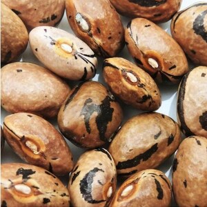 Könnte beinhalten: Eine Sammlung von braunen und schwarzen gefleckten Bohnen. Die Bohnen haben ein geflecktes Muster und sind oval geformt.