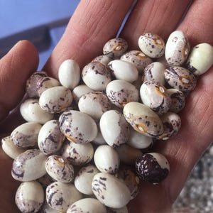 Könnte beinhalten: Nahaufnahme einer Handvoll weißer Bohnen mit braunen und violetten Flecken. Die Bohnen sind oval geformt und haben eine glatte Textur.