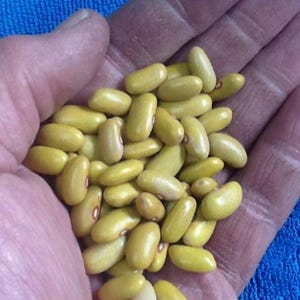 Waldbeantsje organic beans seeds
