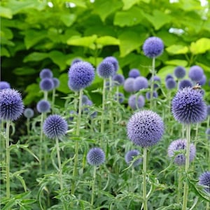 Könnte beinhalten: Nahaufnahme von Kugeldisteln mit ihren kugelförmigen, stacheligen, violetten Blüten. Die Blüten stehen vor einem Hintergrund aus grünem Laub. Die Stiele und Blätter sind leuchtend grün und schaffen eine natürliche, strukturierte Szene.