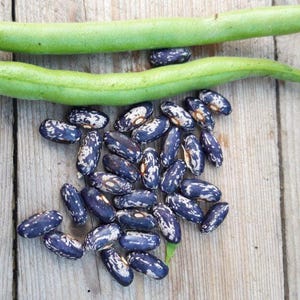 Könnte beinhalten: Nahaufnahme von frischen grünen Bohnenschoten und gesprenkelten Bohnen auf einer Holzoberfläche. Die Bohnen sind tiefviolett mit weißen Markierungen. Zwei grüne Bohnenschoten sind über den Bohnen positioniert.
