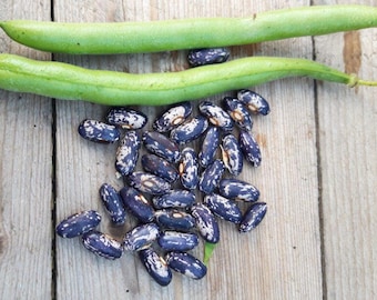 Raccolta Dei Fagioli A Cespuglio Verdi, Gialli E Porpora, Piselli - Foto 11