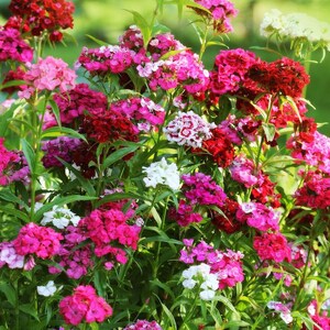 Könnte beinhalten: Ein lebendiger Blumenstrauß mit einer Mischung aus rosa, roten und weißen Blüten. Die Blumen sind in einem üppigen grünen Busch zusammengefasst.