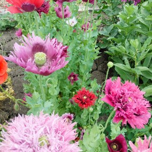 Könnte beinhalten: Eine lebendige Gartenszene mit einer Vielzahl von Mohnblumen in voller Blüte. Das Bild zeigt eine Mischung aus Farben, darunter tiefes Rot, Lila und verschiedene Rosatöne. Grünes Laub bildet den Hintergrund für die bunten Blumen.