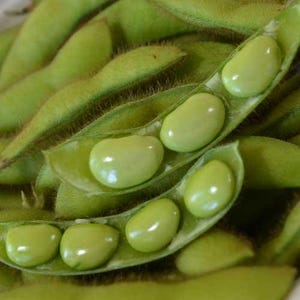 Könnte beinhalten: Nahaufnahme von grünen Edamame-Schoten mit mehreren hellgrünen Bohnen im Inneren. Die Schoten sind in einer Traube angeordnet und zeigen die Bohnen in verschiedenen Reifegraden.
