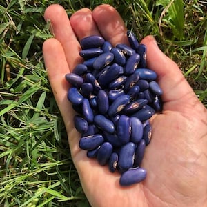 May include: A close-up of a hand holding a collection of blue beans. The beans are a deep indigo colour, with a lighter, oval-shaped marking on each bean. The background is green grass.