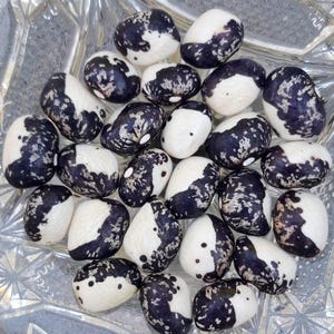 May include: A collection of large, dried beans with a striking black and white pattern. The beans are kidney-shaped, with a creamy white base and irregular black markings. The beans are arranged in a clear, textured bowl.