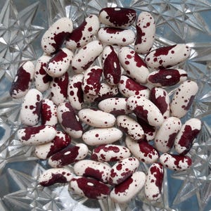 May include: A collection of dried kidney beans with a white base and irregular dark maroon spots and patches. The beans are oval-shaped and have a smooth, hard texture. They are scattered together in a cluster, showing varied patterns of coloration.