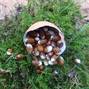 Op de afbeelding: Een eierschaal gevuld met bruine en witte bonen, die uitstorten op een bed van groen mos en gras. De bonen hebben een opvallend patroon, wat een natuurlijk thema suggereert.