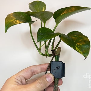 Clip&#39;N&#39;Grow SOLO - RIMLESS - BLACK - Aquarium Propagation Holder - Secure Propagation Solution for Aquatic Plants