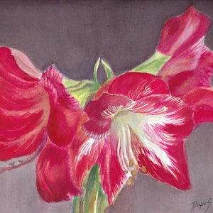 Amaryllis Flower Print, Floral Watercolor Painting, Museum Quality Fine Art Print