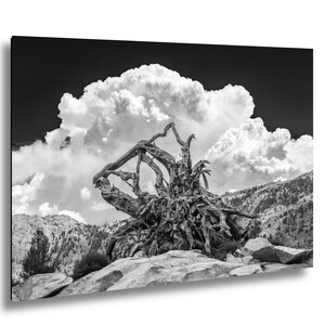 May include: A black and white landscape photograph featuring a large, uprooted tree stump with exposed, gnarled roots positioned on a rocky foreground. In the background, a mountain slope is visible beneath a sky filled with large, billowing clouds.