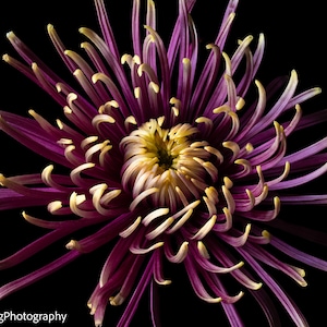 Purple and Yellow Spider Chrysanthemum Photograph