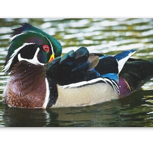 Wood Duck Photo on Canvas Gallery Wraps Gift for Duck Lover Gift for Birder Arizona Gift Bird Lover Gift Waterfowl Print Gift for Mom Gift