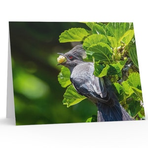 Vogel Foto Grußkarten mit Umschlägen, Phainopepla trägt eine Beere, Geschenk für Vogelbeobachter, Vogelbeobachter Grußkarten, Arizona Einzigartiges Grußkartenfoto