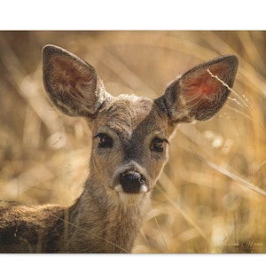 Wildlife Print on Canvas Fawn Photo Deer Print Gift for Deer Lover, Wildlife Wall Art, Wildlife Decor, Deer Art Gift, Fawn Art Deer Wall Art