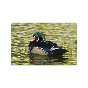 Gorgeous Wood Duck Poster - Livingroom or Bedroom Decor Gift for Birder, Bird Art, Birder Gift Waterfowl Art. Wood Duck Photo, Nature Decor