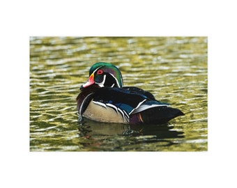 Gorgeous Wood Duck Poster - Livingroom or Bedroom Decor Gift for Birder, Bird Art, Birder Gift Waterfowl Art. Wood Duck Photo, Nature Decor